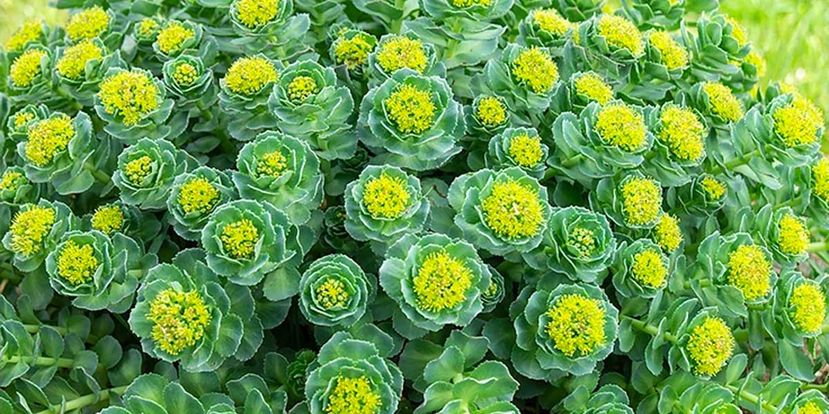 Select Source Spotlight – Rhodiola