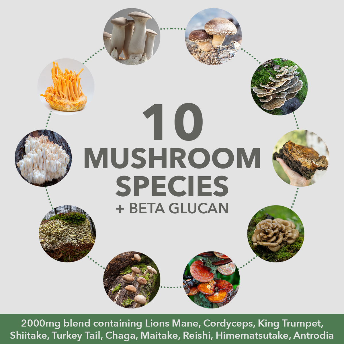 Mushrooms + Protein Powder