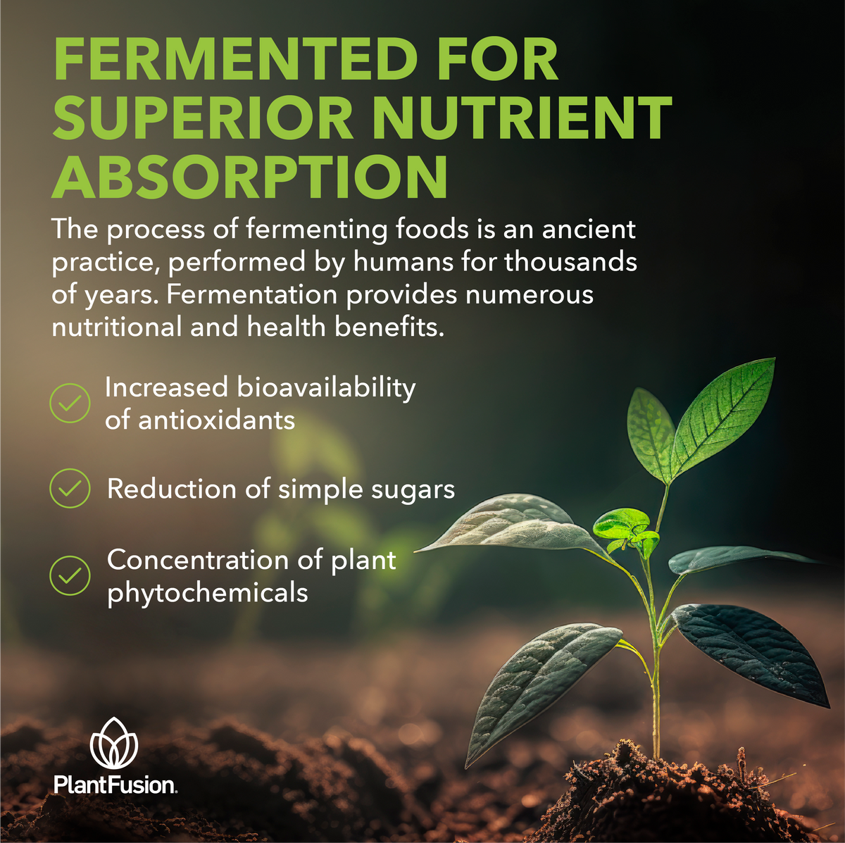 Fruitful Greens - Fermented Superfood Powder Blend