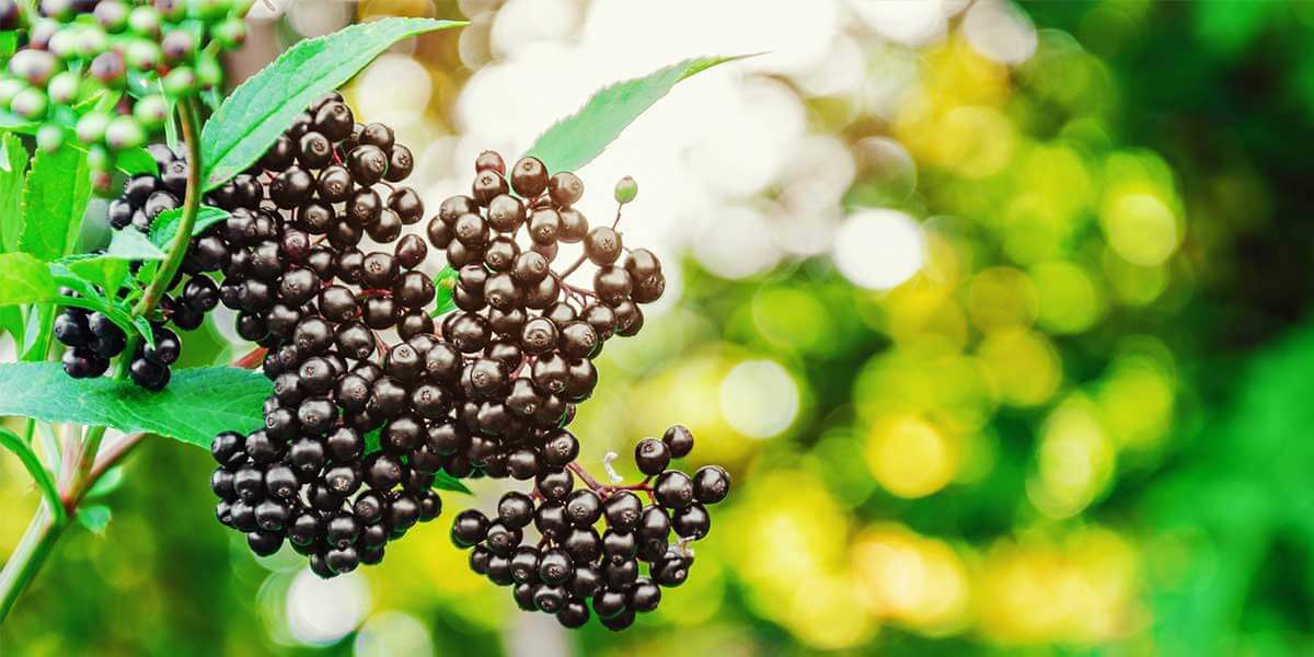Select Source Spotlight - Elderberry